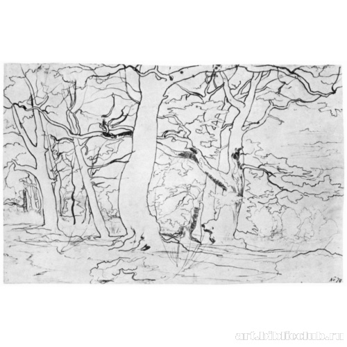 Лесной пейзаж с большими сучковатыми деревьями