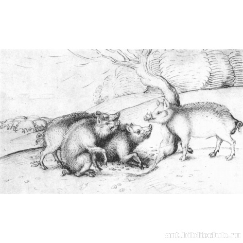 Семейство кабанов