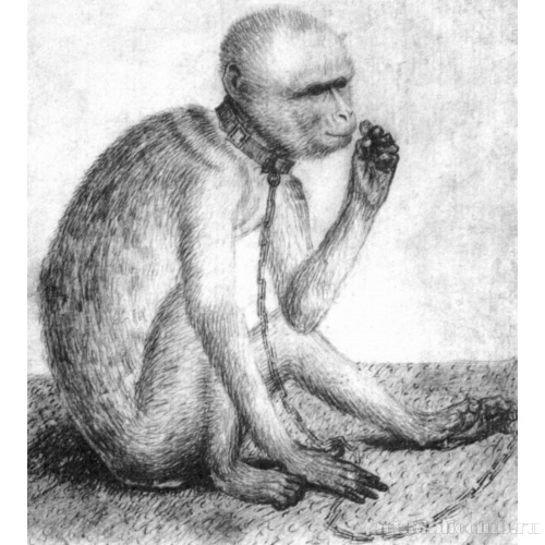 Сидящая обезьяна