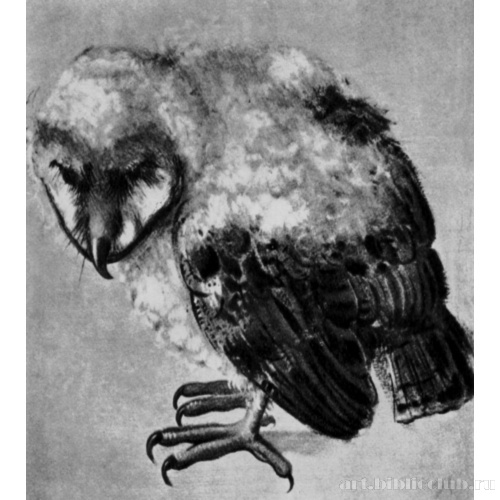 Бразильская сова