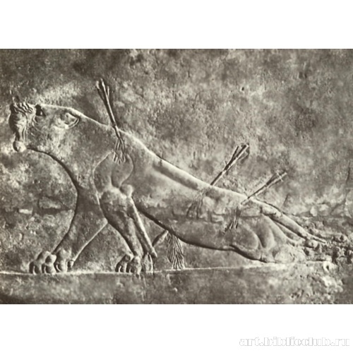 Раненая львица. Фрагмент рельефа из дворца царя Ашшурбанапала в Ниневии