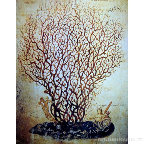 Венский Диоскорид. Коралл