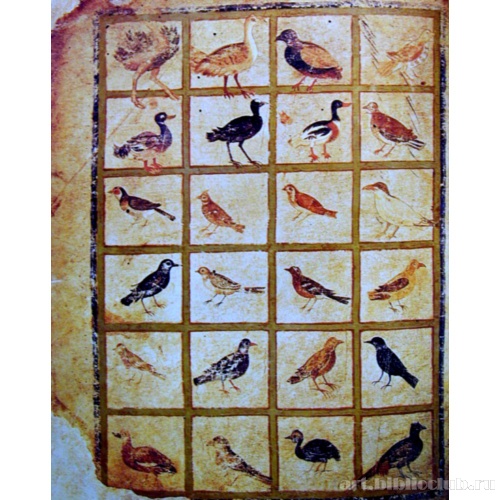 Венский Диоскорид. Птицы