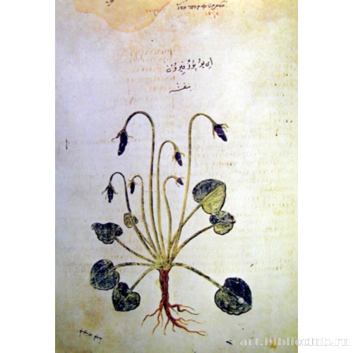 Венский Диоскорид. Фиалка