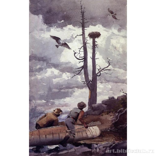 Гнездо скоп