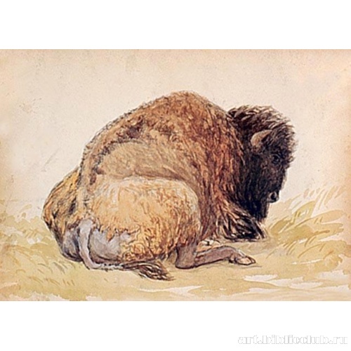 Лежащий бизон
