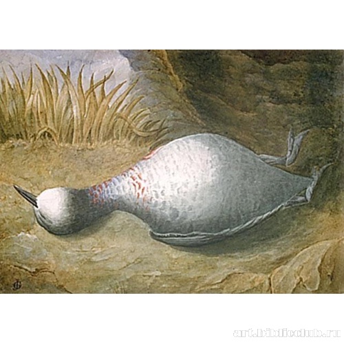 Мертвая дикая утка