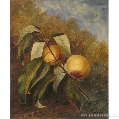 Натюрморт с персиками