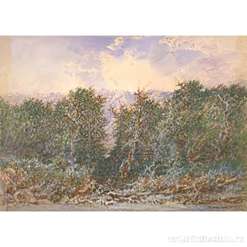 Тропинка между кедрами