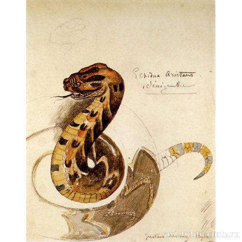 Этюд жалящей змеи (по Ваглеру)