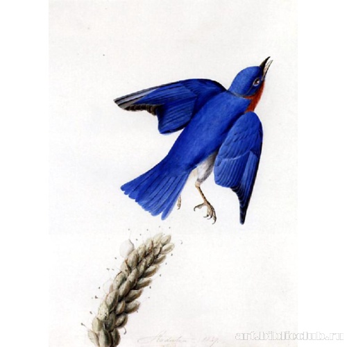 Восточная синица