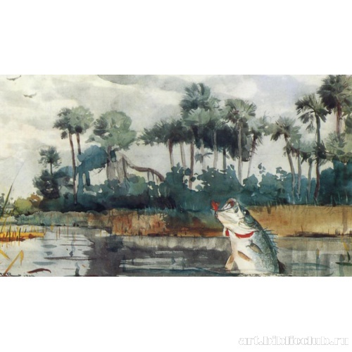 Черный морской окунь