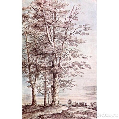 Пейзаж с высокими деревьями