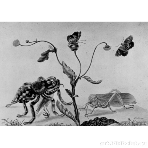 Лист с набросками растений и насекомых