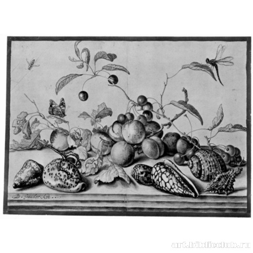 Натюрморт с фруктами и раковинами