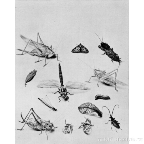 Лист этюдов насекомых