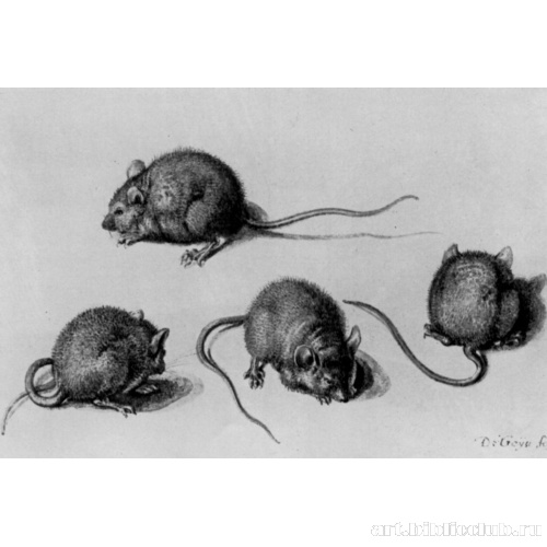 Лист этюдов полевой мыши