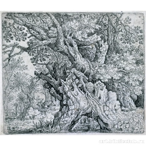 Деревья на болоте