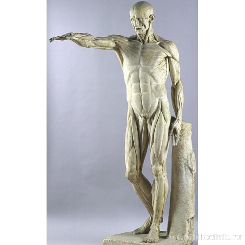 Человек с содранной кожей. Анатомическая штудия