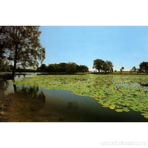 Парк усадьбы Ховард. Пруды