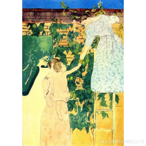 Сбор фруктов