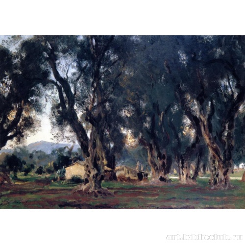 Оливковые деревья в Корфу