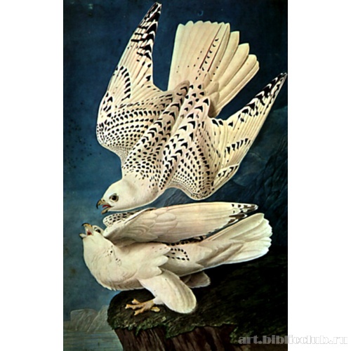 Белые gerfalcons