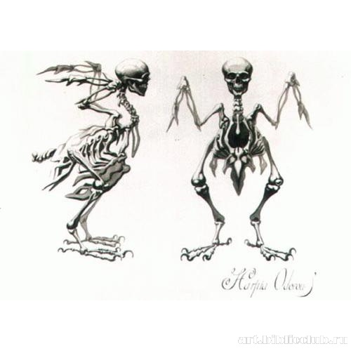 Гарпия Зловонная