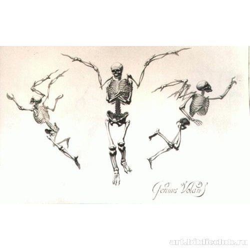 Гемит Парящий