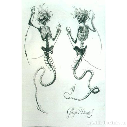 Горгона Глазастая