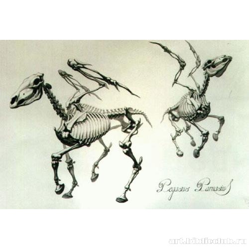 Пегас Парнасский