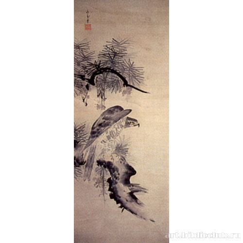 Ястреб на сосне