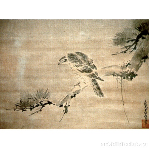 Ястреб и сосна