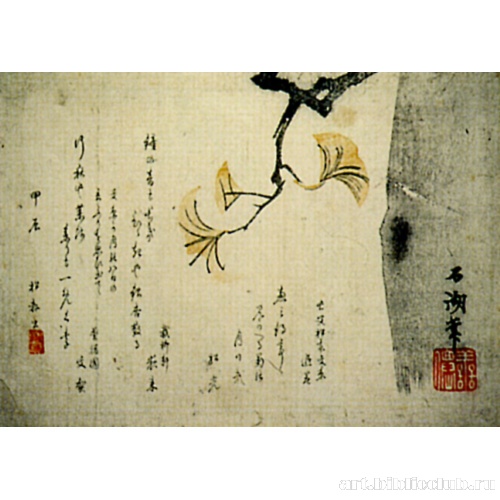 Дерево гингко