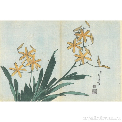 Японский кипарис