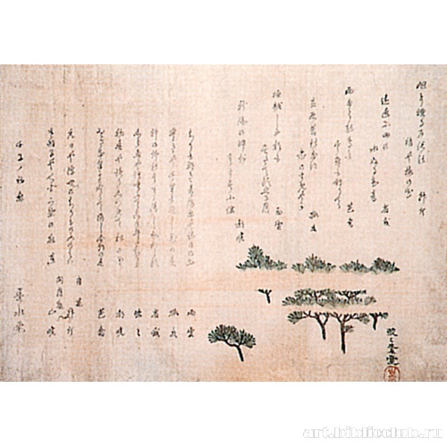 Сосны в тумане