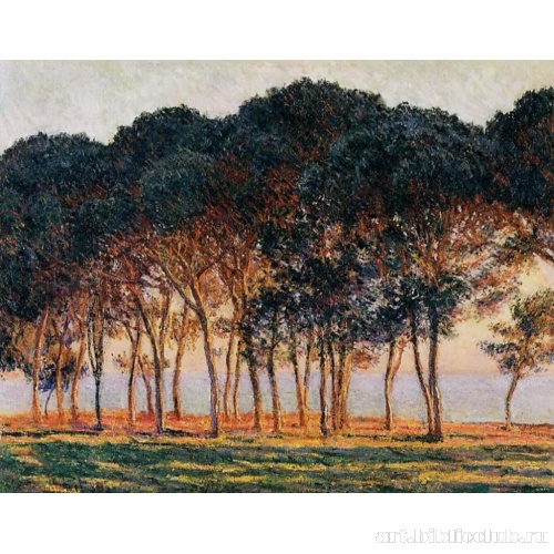 Солнце под соснами. Вечер