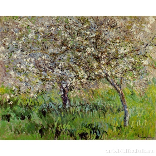 Цветущие яблони в Живерни