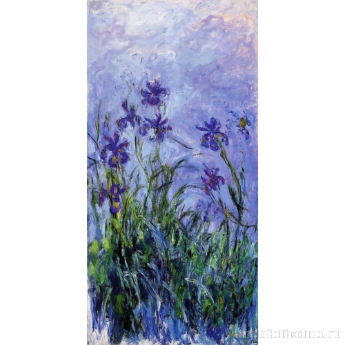 Синие ирисы