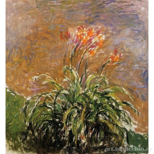 Хамерокаллис