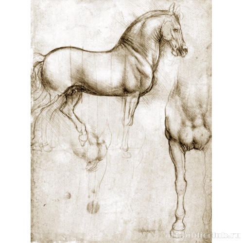 Этюд лошадей