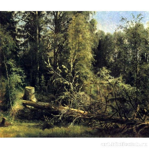 Срубленное дерево