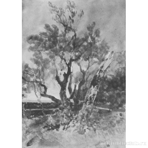 Вечернее настроение. Деревья в Нокхолте