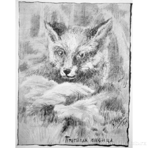 Прибылая лисица