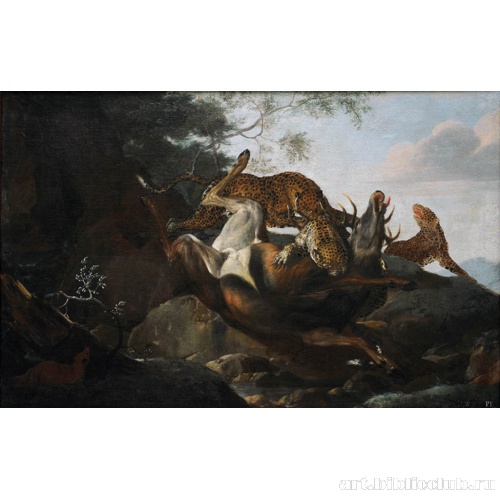 Гепарды, терзающие оленя